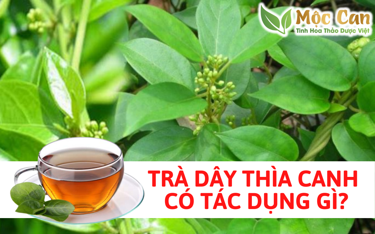 Trà dây thìa canh có tác dụng gì? 1